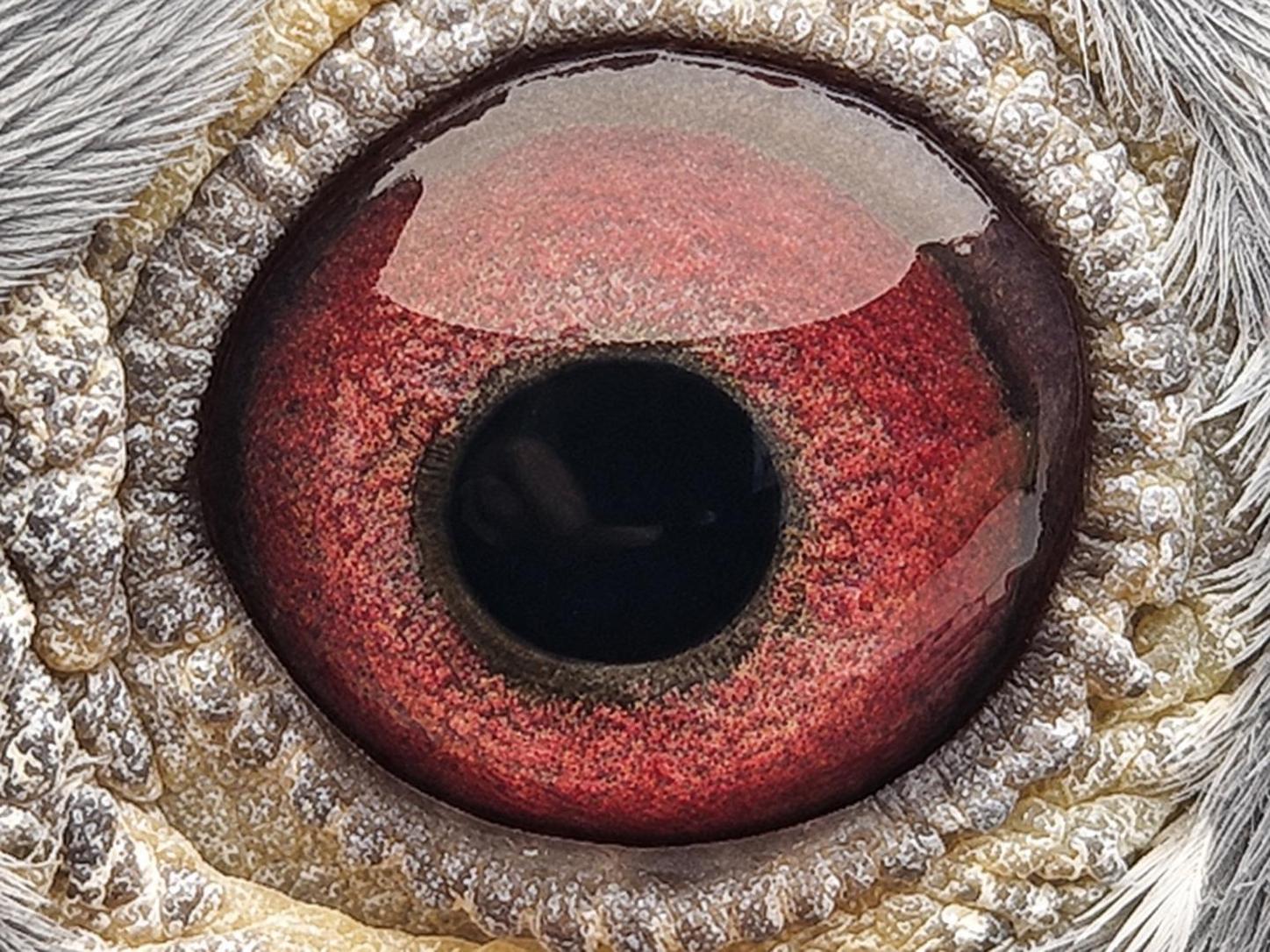 Pigeon eye